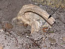 Object as seen in situ having been tipped 45 degrees in direction of impact- blade aimed at camera (arrow at midpoint).