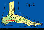 sural nerve in green