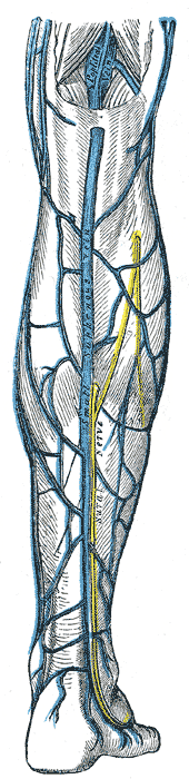 sural nerve in yellow