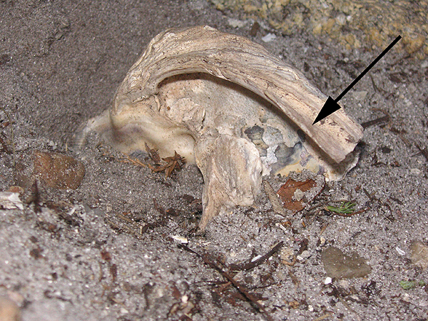 Object as seen in situ having been tipped 45 degrees in direction of impact- blade aimed at camera (arrow at midpoint).