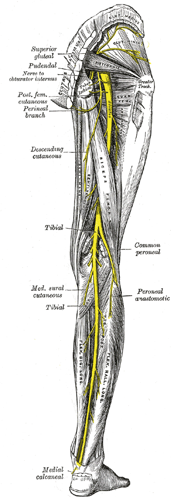 Sciatic - Tibial Nerve