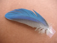 Blue Feather against rust colored background in overcast light