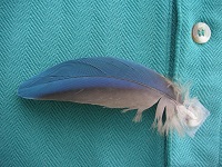 Blue Feather against green shirt in overcast light