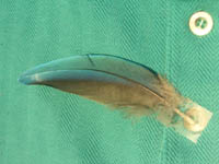 Cyan-Green Feather - shirt back. - full sun